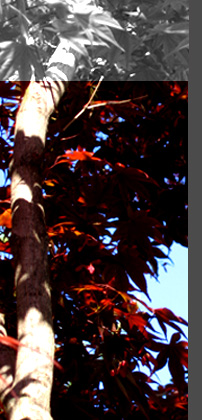 maple